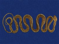 藏品(大頭蛇)的圖片